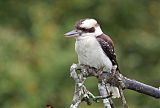 Laughing Kookaburraborder=